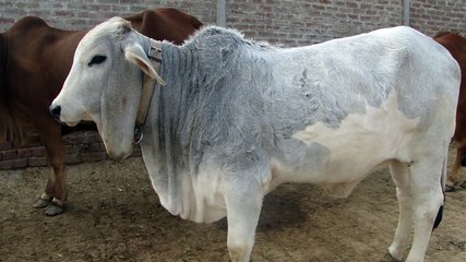 Akbar Cattle Farm Lahore-Pakistan