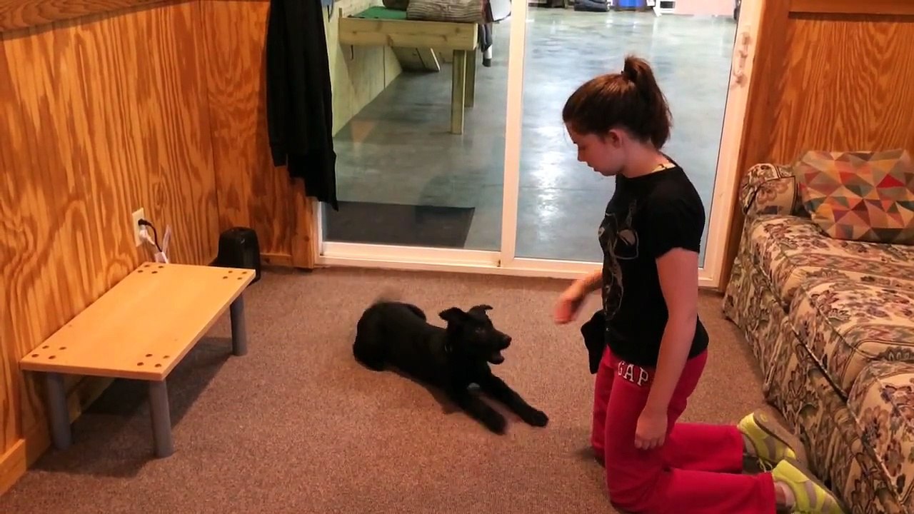 Black Puppy Training And Development