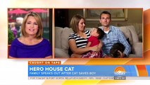 Hero Cat Saves Child From Dog Attack