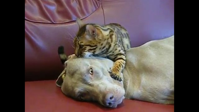 Un chat masse la tête d'un chien