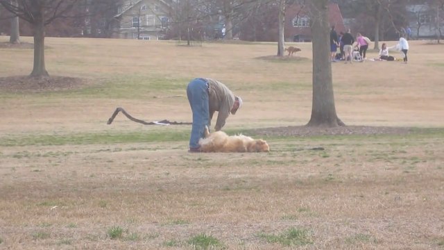 Lazy Dog Doesn't Want To Leave The Park