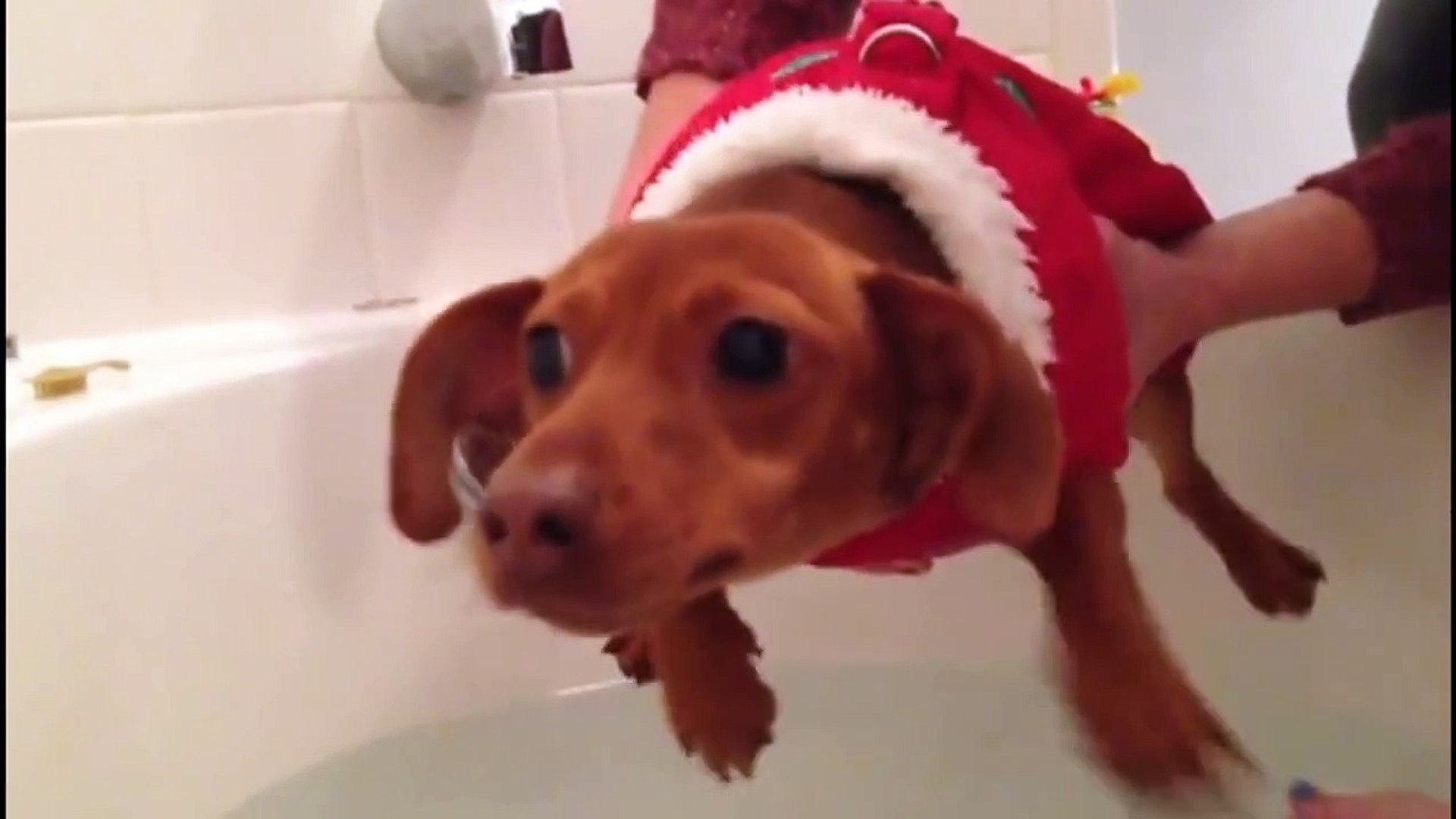 Dogs just don't want to bath - Funny dog bathing compilation