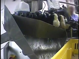 Comment sont produits vos oeufs