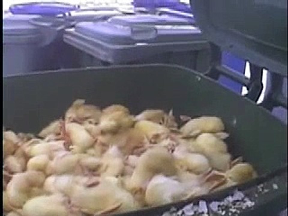 Quebec Foie Gras Cruelty