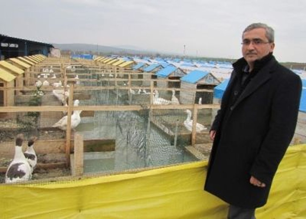 Mühendis Gördüğü Rüyayla Kaz Çiftliği Kurdu, Köşeyi Döndü