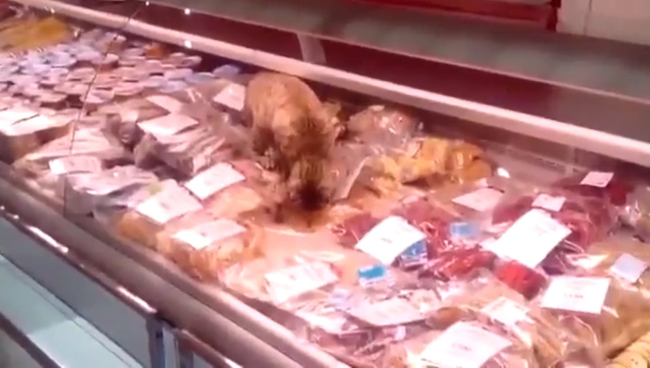 Chat vole de la nourriture dans une poissonnerie