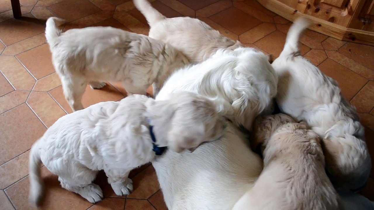 Fidji joue avec ses bébés