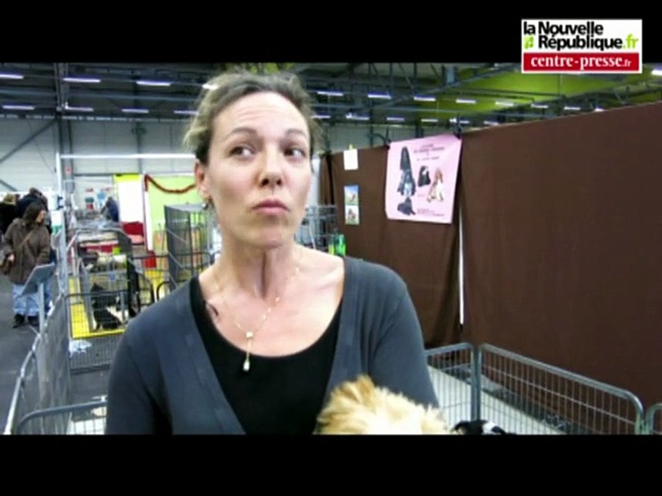 VIDEO POITIERS Et si on mettait un chiot au pied du sapin de Noël?