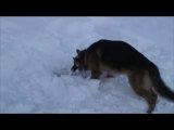 Chien d'Avalanches