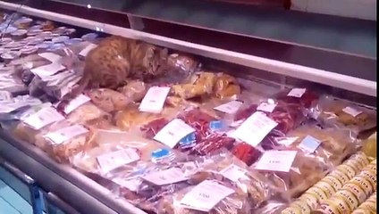 Gato burla seguridad y consume más de 1000 $ en calamares