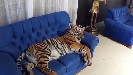 Lazy Cat Relaxes On Couch