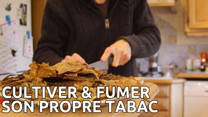 Cultiver et fumer son tabac à rouler bio à la maison