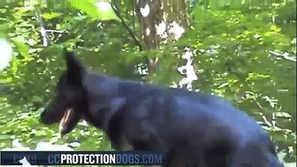 Protection Dog Ombra working in agility at 8 Month| ccprotectiondogs.com