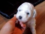 Bichon Frise Pups 4 Weeks Old Trying to Walk
