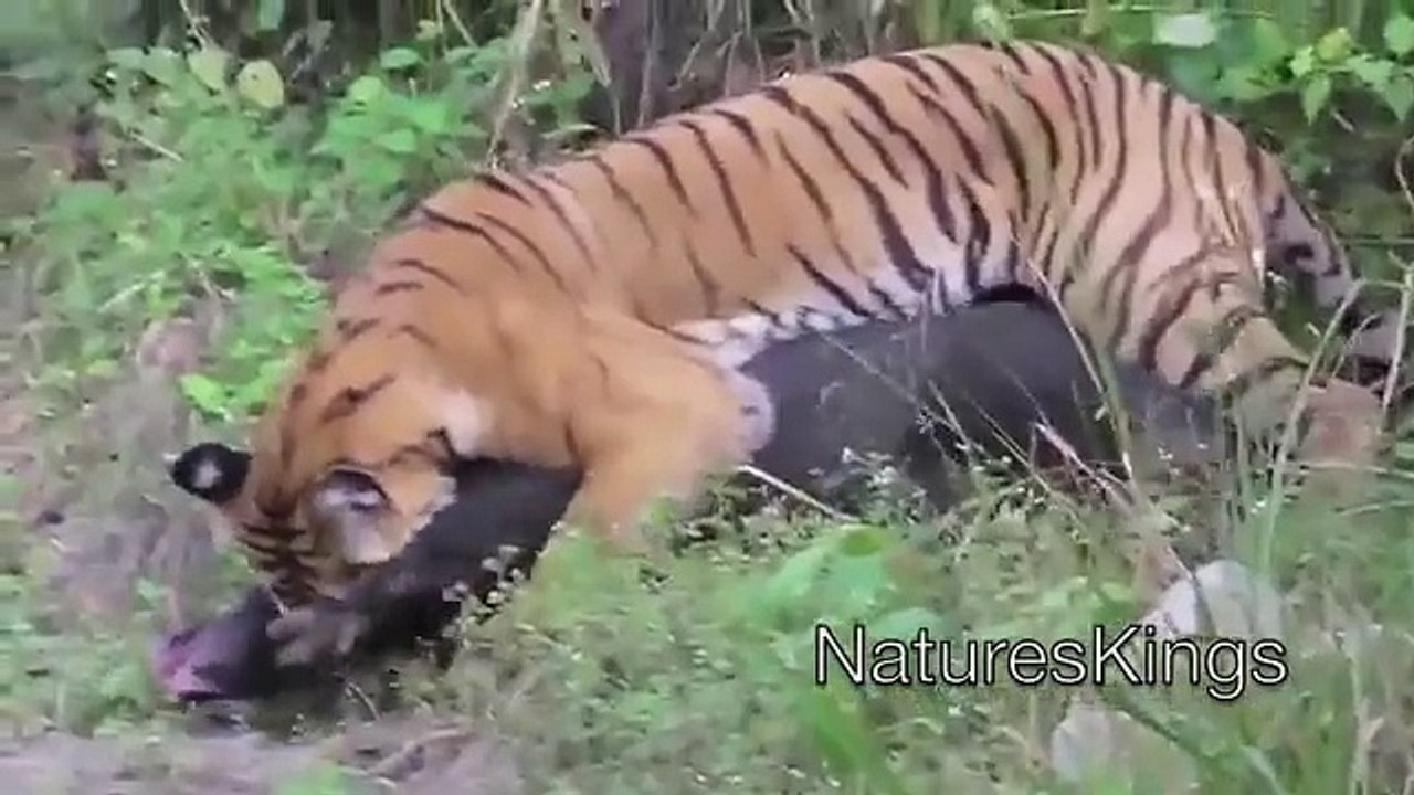 Boar vs Tiger   Tiger Attack HD