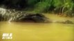 Crocodile vs Anaconda   Crocodile Attacks Anaconda