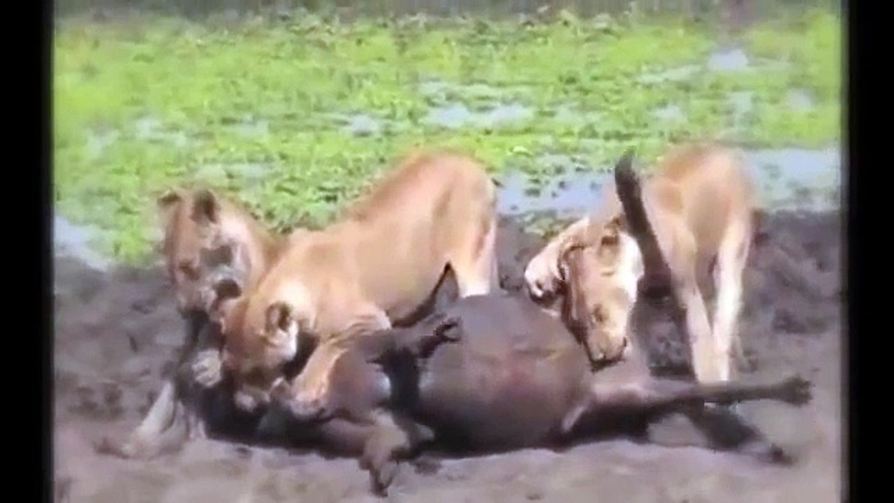 Lion Eating Antelope Testis When It's Alive