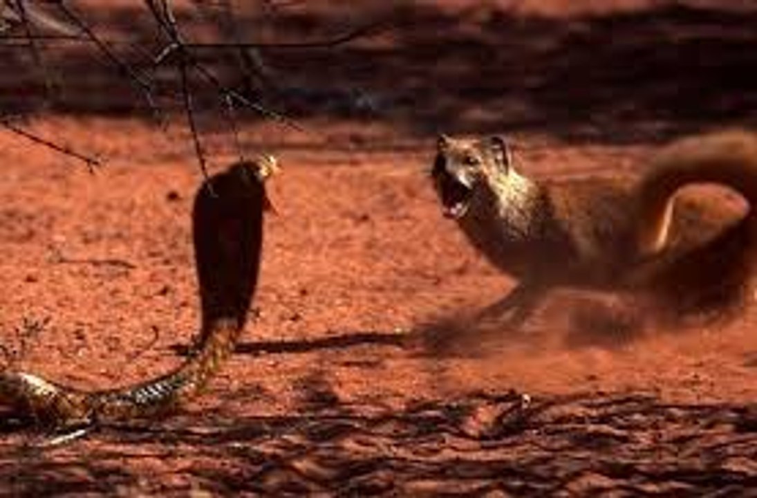 The Best Cobra vs Mongoose Fights HD