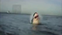 Killer Whale vs Great White Shark Documentary 2014