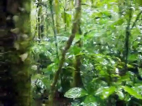 Animais ameaçados de extinção Crocodilos e jacarés