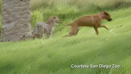 Cheetah and puppy play, cat steals $1,000 in seafood