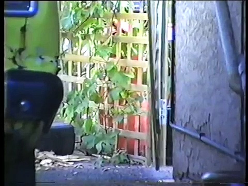 Dog nicks car and drives off in it - I swear to god, L@@K for yourself