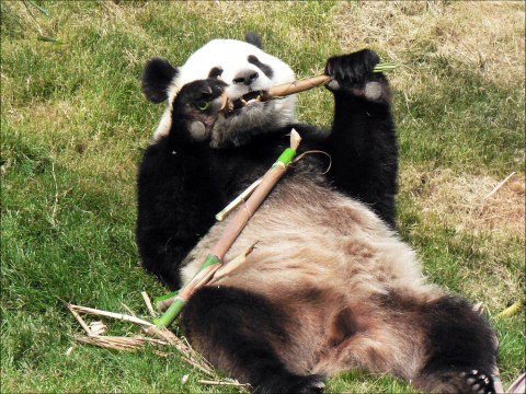 Les Pandas de Pairi Daiza