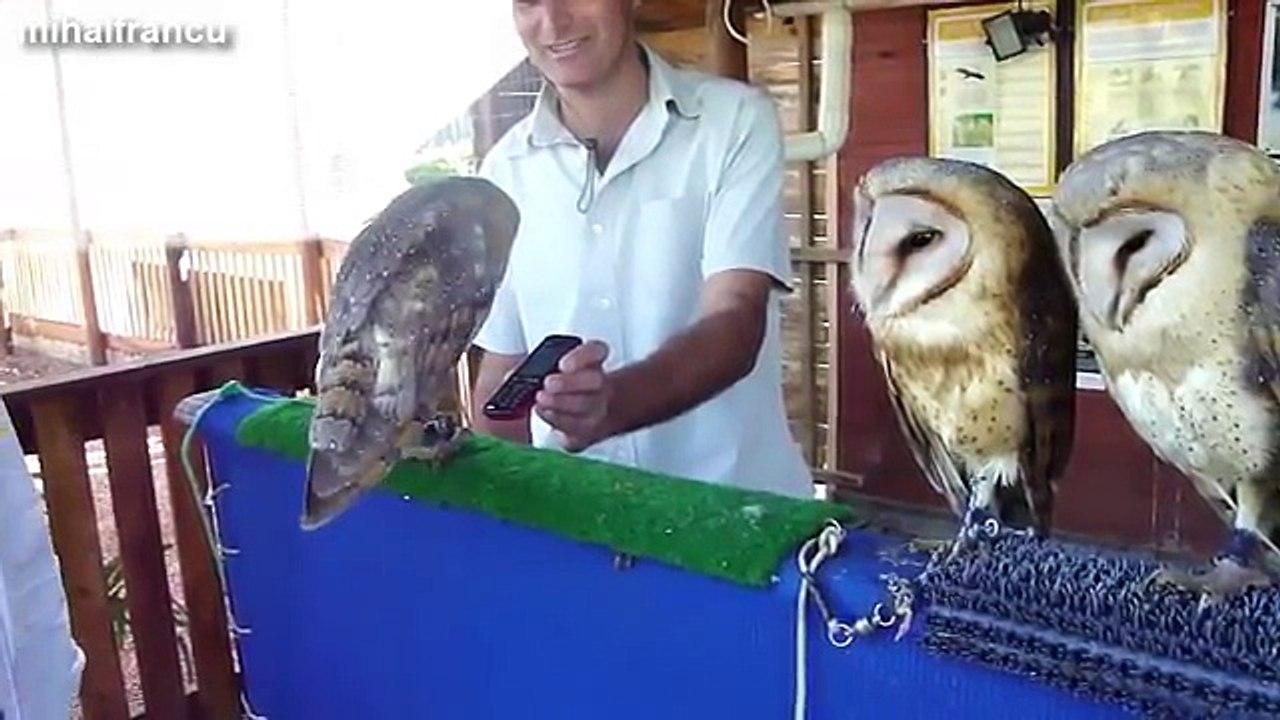 Funny Videos Of Funny Animals Compilation 2014  NEW