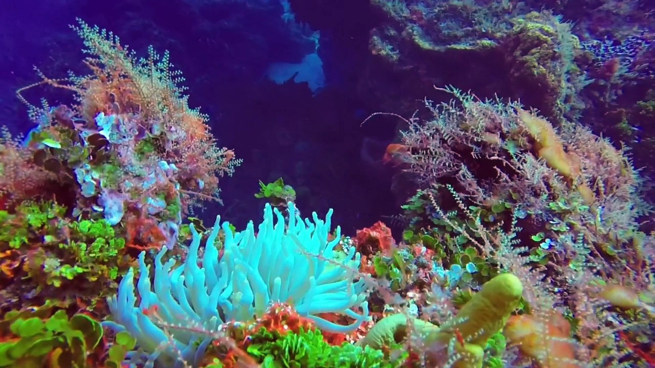 Cozumel 2014