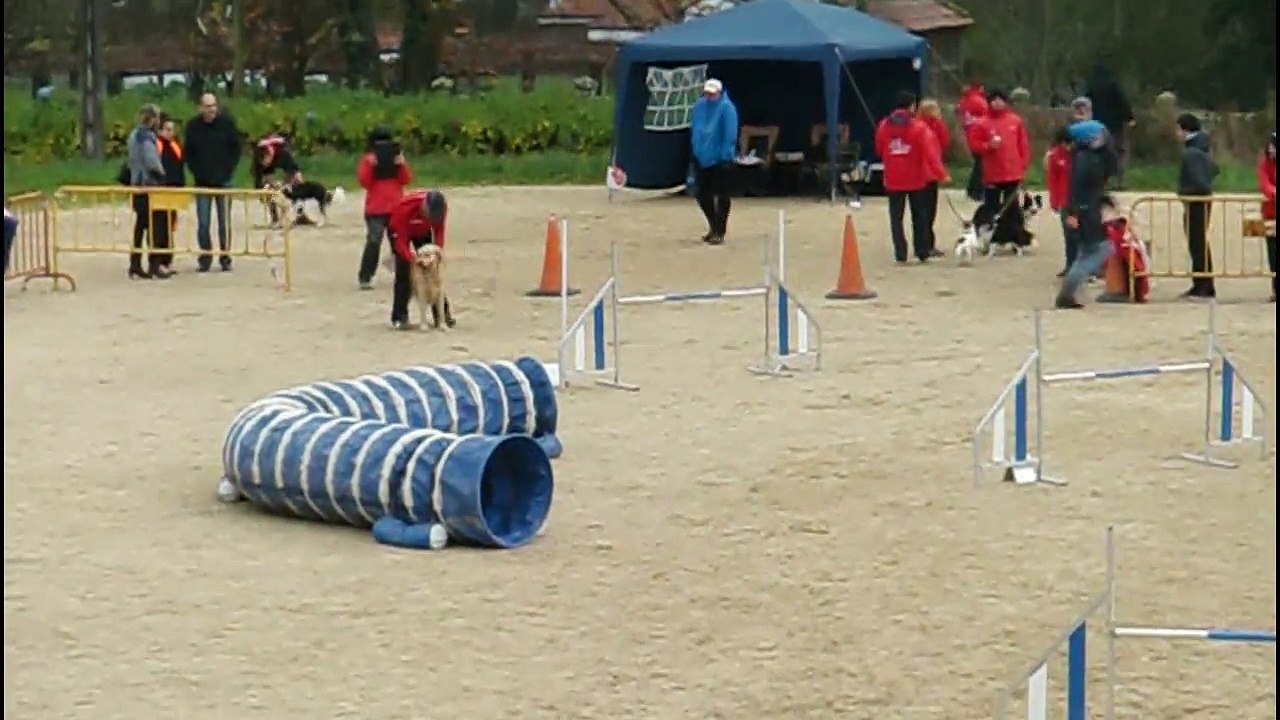 Gerardo & Seven - Prueba RSCE ACADE CANESPORT - 1ª Manga ESTANDAR GRADO 1 [Sabado 13Dic. 2014 - Campo de Reis, Pontevea - TEO]