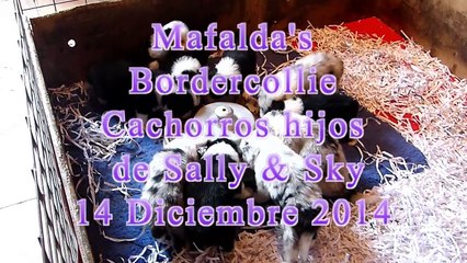 Cachorros Sally & Sky 14 diciembre 2014