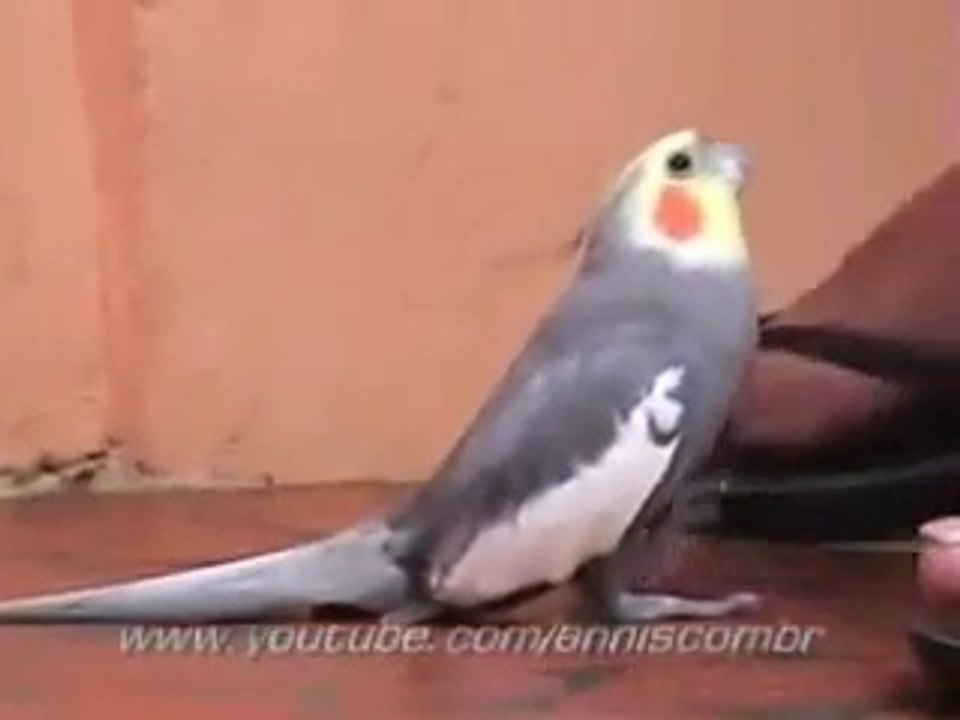 Cockatiel Tap Dance