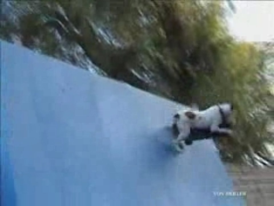 Surfing and Skating Dog