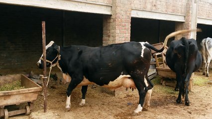 Akbar Cattle Farm Lahore-Pakistan