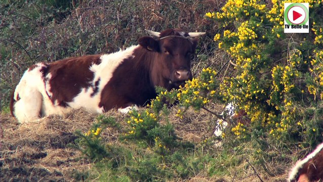 Belle-Île-en-Mer | Les Animaux du Ponant | Belle-Île Télévision TVBI