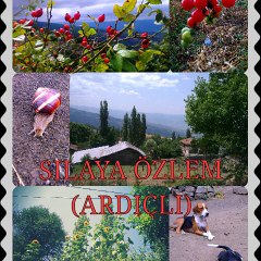 Niksar ardıçlı köyü