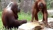 Orangutan cools off like a human