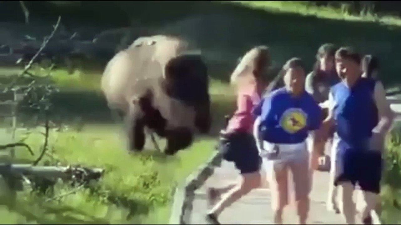 Video compilation ✿ funny crazy animals ✿ December 2014 ☣