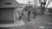 Incroyable : un éléphant jette les ordures dans la poubelle