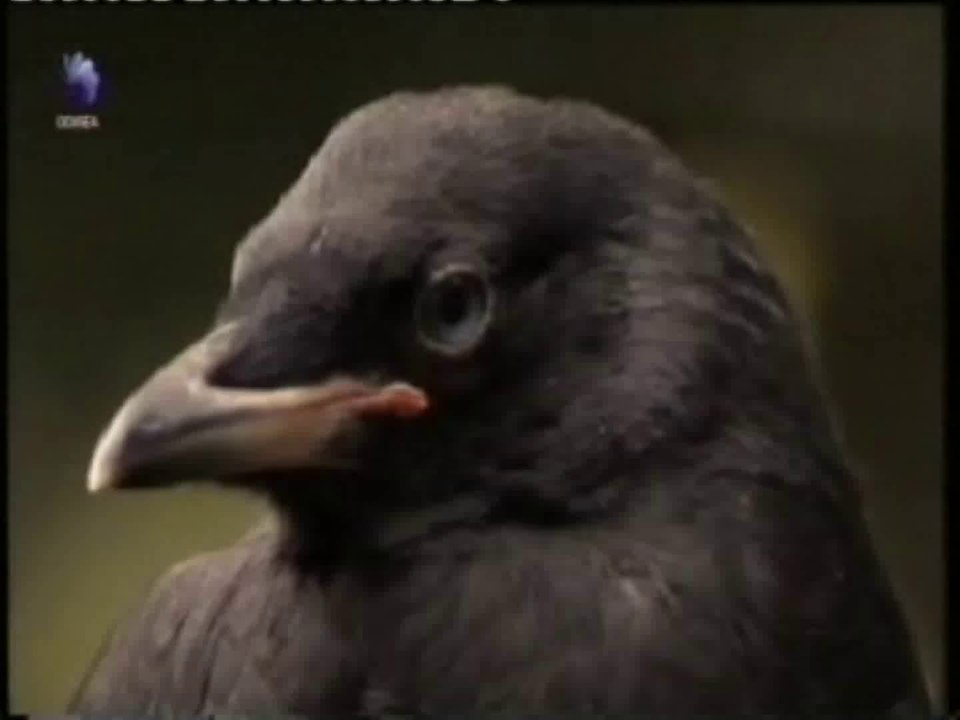 Cuervos: Aprendizaje y comunicacion intergeneracional