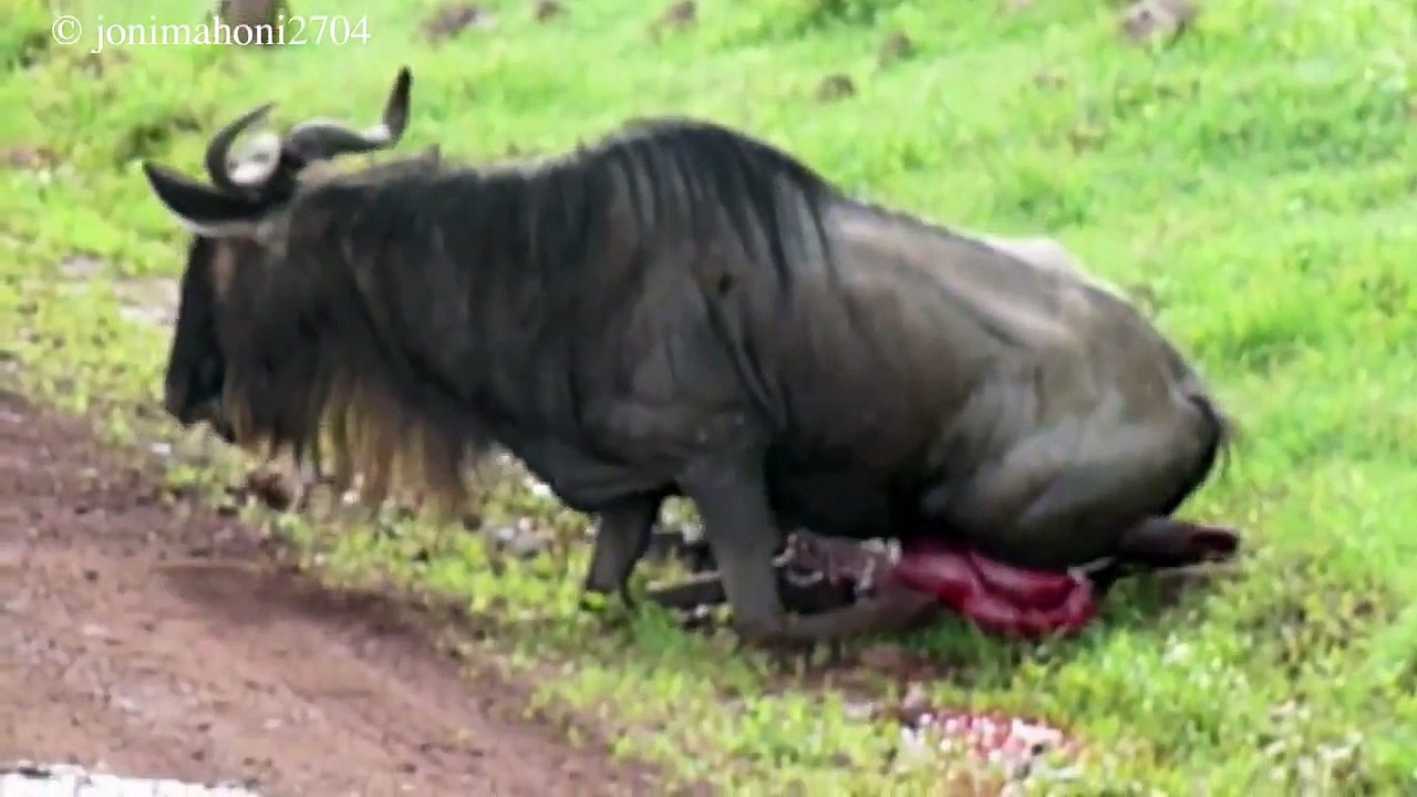 Pregnant wildebeest attacked by two hyenas! Real Wildlife!