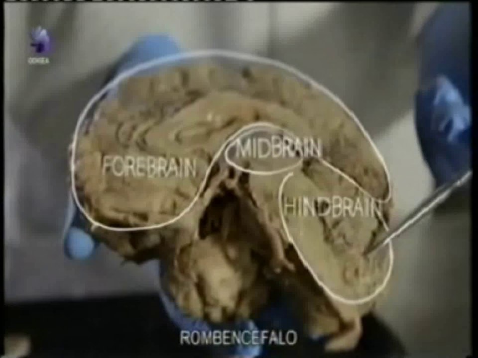 Evolucion del cerebro: Prosencefalo, mesencefalo y rombencefalo