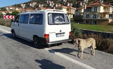 Kangal Cinsi Köpeği Minibüsün Arkasına Zincirleyip Kilometrelerce Sürükledi