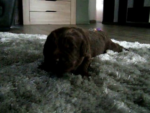 chiots terre neuve marron bronze de l'élevage de VALOYAN