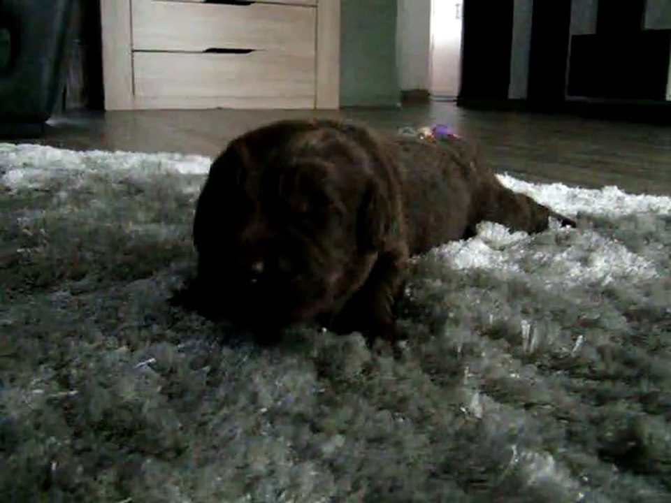 chiots terre neuve marron bronze de l'élevage de VALOYAN