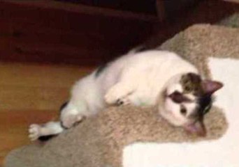 Fat Cat Gets a Pep Talk