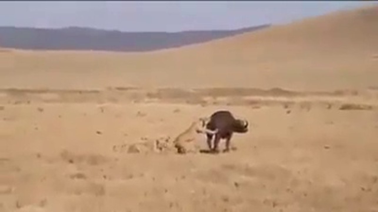 Lions Vs Bull