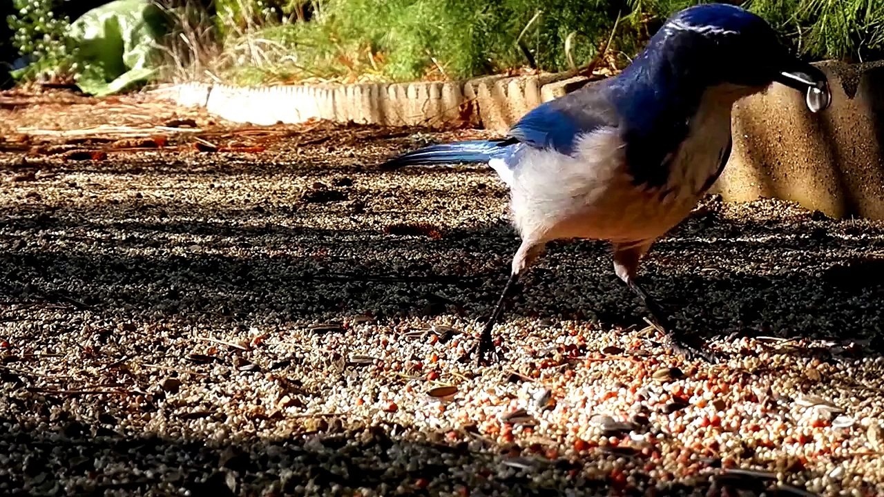 National Geographic Animals 2015 Common Wild Birds Full Documentary HD