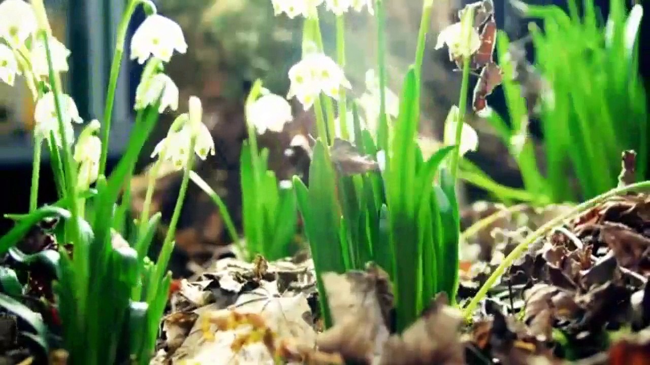 Sourate 68 Al-Qalam (La plume) par Idrees Abkar