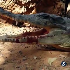 A curious bird puts its head in the wrong place - Animals